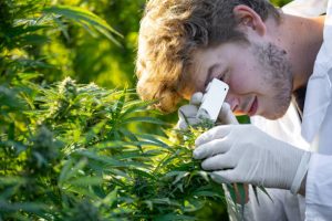 Ce que le cannabis profite à la science sait – Mythes et faits!