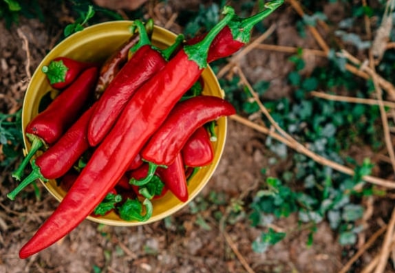 Le fruit annuel du piment – Le remède naturel contre les douleurs articulaires