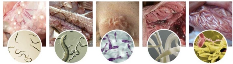 Composition et ingrédients Composition et ingrédients